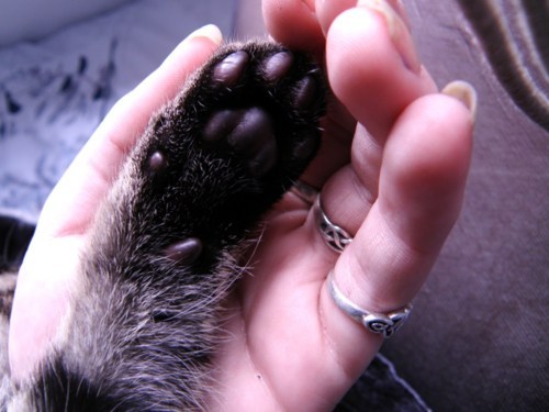 his paw was so tiny