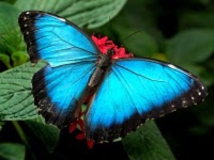 ^_^ BuTTerfliesSs ^_^