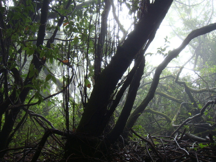 Escalonia Cloud Forest - Costa Rica
