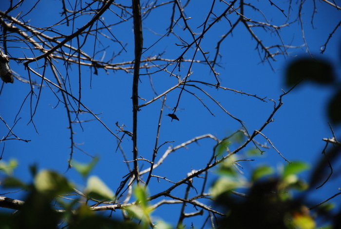 Hummingbird, 01/11/11