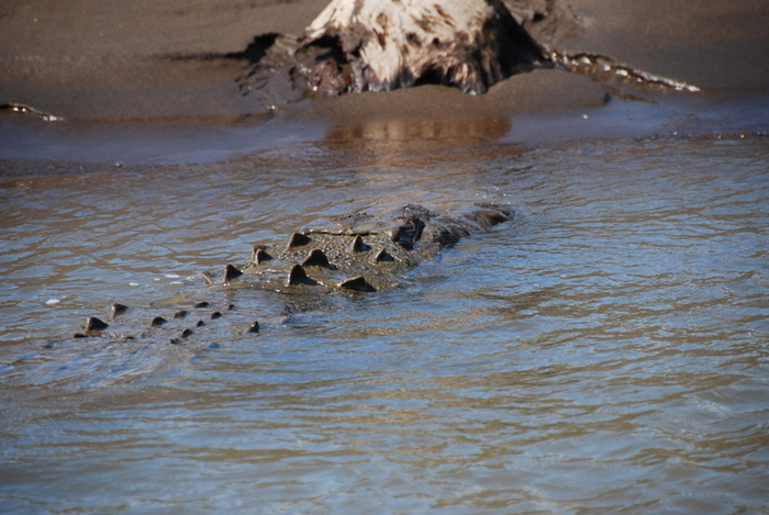 Huge croc - Costa Rica