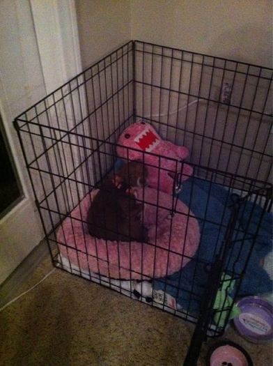 my dog peewee jumped into my puppy\'s play pen, and is sleeping in his bed. She felt left out not ha - 0-New pics x