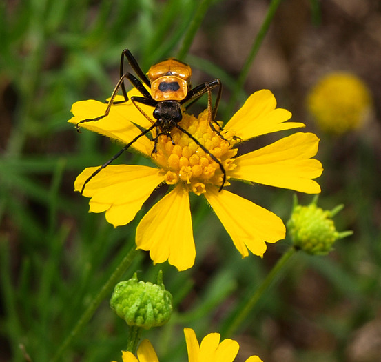 bug wild flower-28
