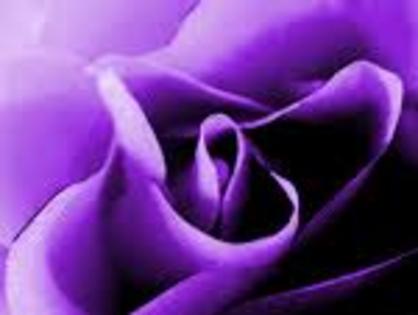 purple rose - I love purple