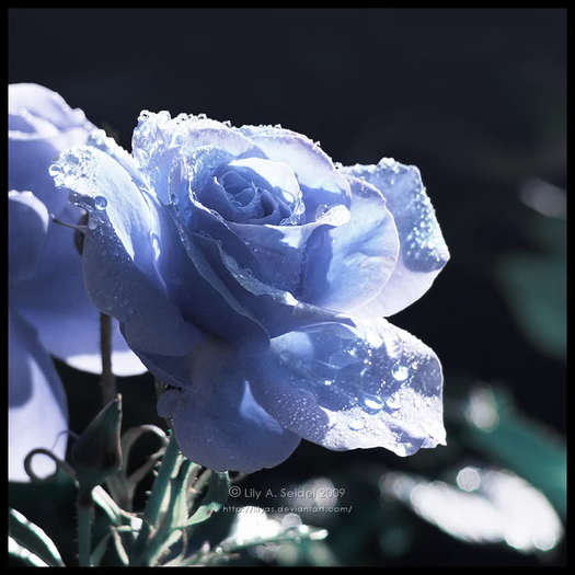 Blue rose