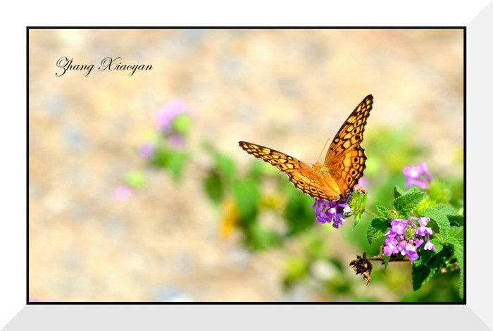 DSC_9572 - Butterfly2