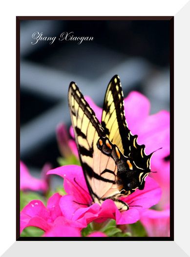 DSC_9211 - Butterfly