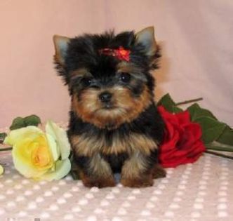adorable-yorkies-puppies-for-lovely-home--4fc7aae257921e150d08 - Dog Lover