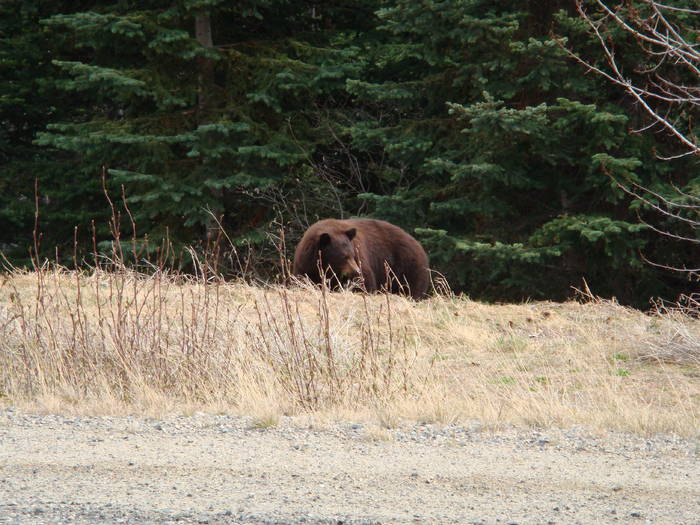 Bear Yukon/Alaska 01