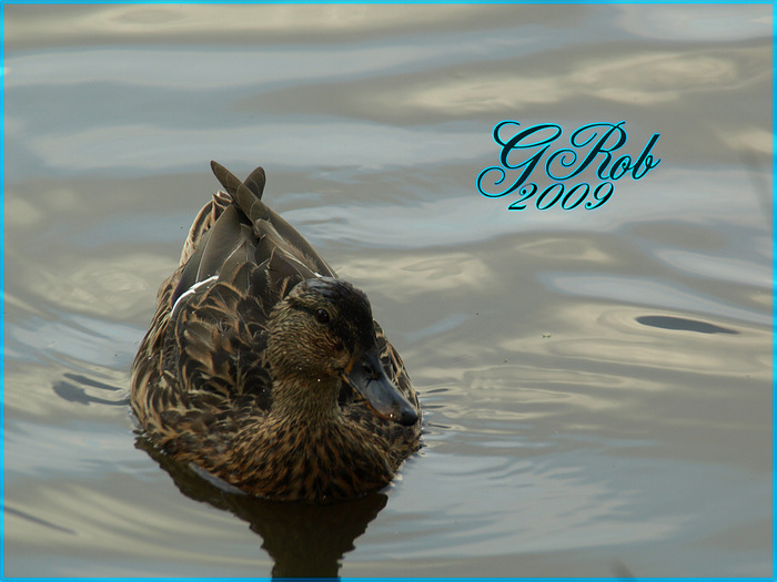 duck baby-6