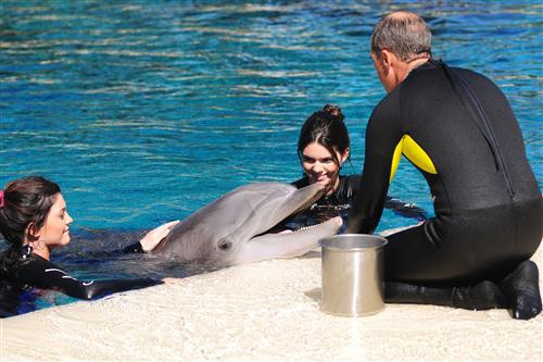 2012 5 15 2012 Dolphin Trainer For A Day 84