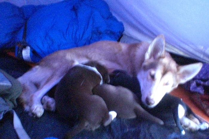 4 dogs in my tent...