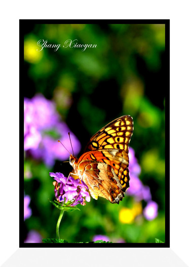 DSC_9525 - Butterfly2