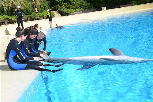 2012 5 15 2012 Dolphin Trainer For A Day 92