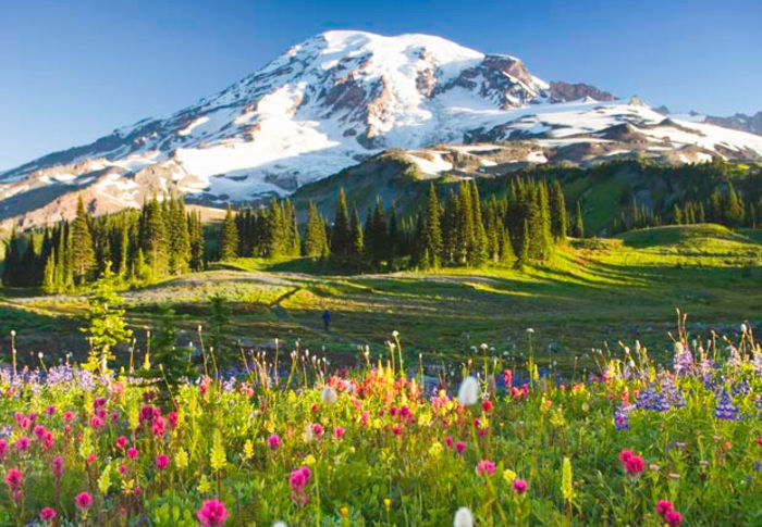 620-wildflowers-mount-rainier-washington-frommers-beautiful-mountains.imgcache.rev1367335457126 - 01 Spring