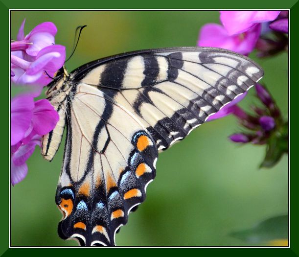 DSC_3103 - Butterfly