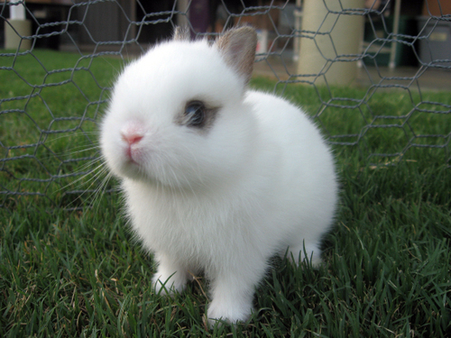 A little Easter cuteness. Excuse me after seeing this I have to go cuddle my little rabbit