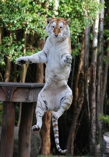 Kung Fu Tiger :)) - Sita