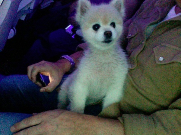 the mini pomeranian i get to sit next to on the airplaine! sooo flippin cute! =) his name is Sir Lan