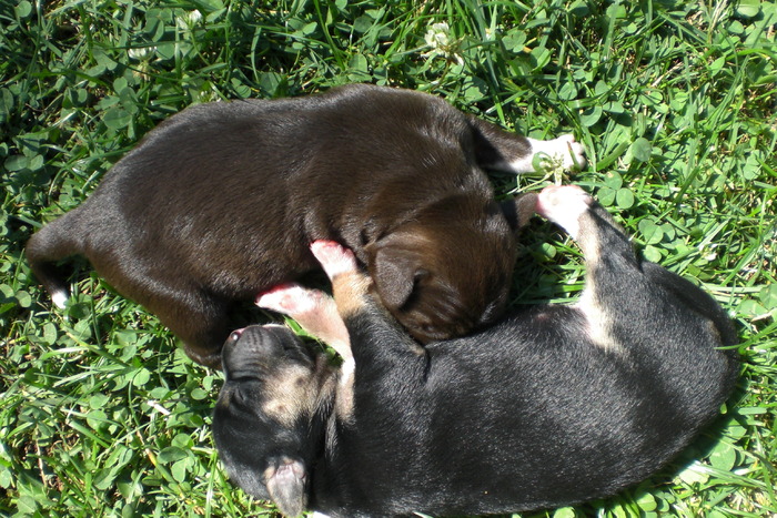 Talih and Yashi - Masha and her puppies
