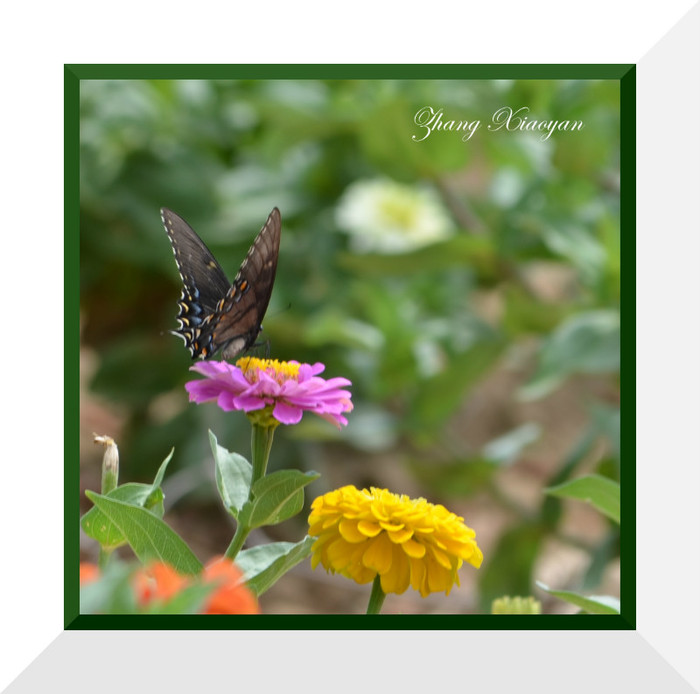 DSC_9042 - Butterfly2