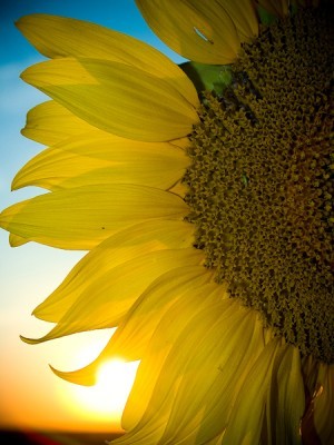 free-artistic-photo-flower-yellow-sunflower-300x400