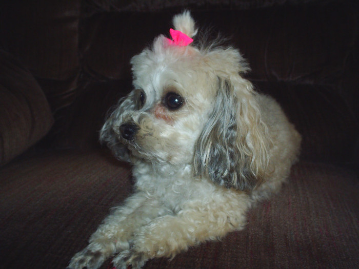 135; My tiny toy poodle Ginger Sue
