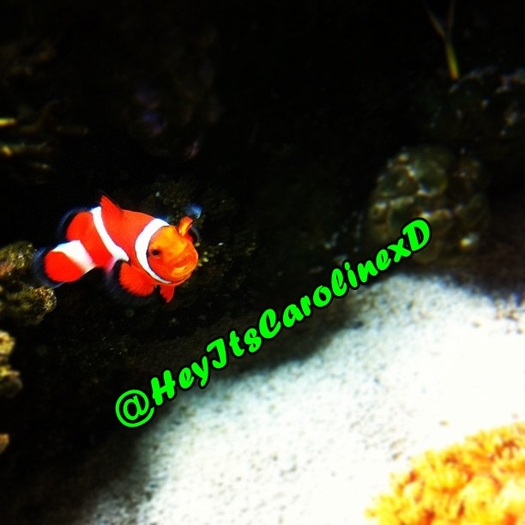 It`s okay guys...I found Nemo lol - 0 Proofs 0