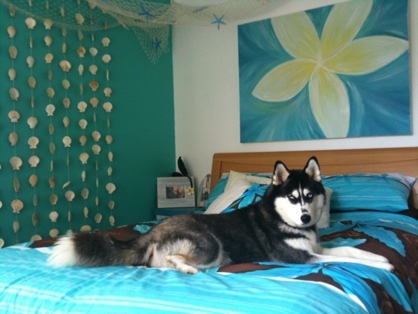 Pic of my room! It\'ts getting there Kendra is lovin it!