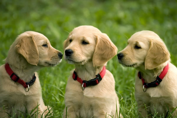 Golden-Retriever-puppy-4-picture