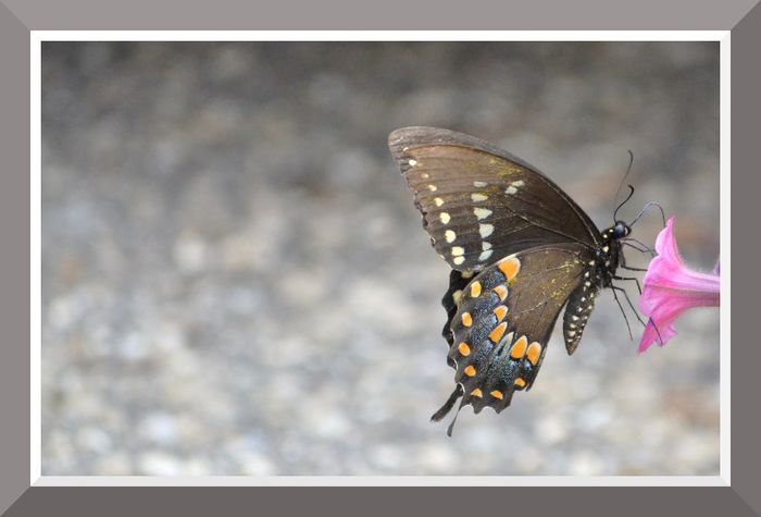 DSC_3193 - Butterfly2