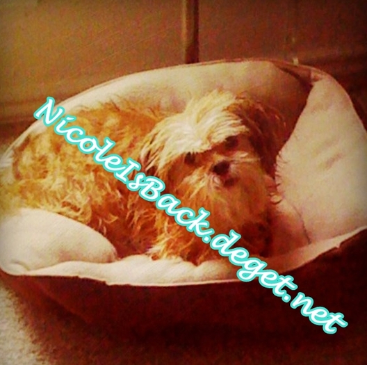 Britt`s dog is so cute!! xD - x Proofs x