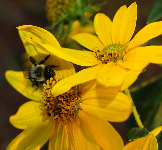 bee flower-24