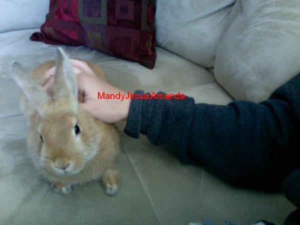my bunny.elvis (4) - my bunny