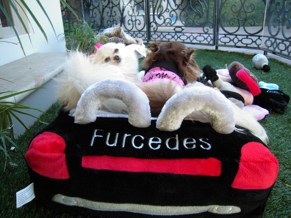Chilling in their Furcedes - Love my puppies