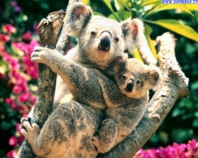koala_8