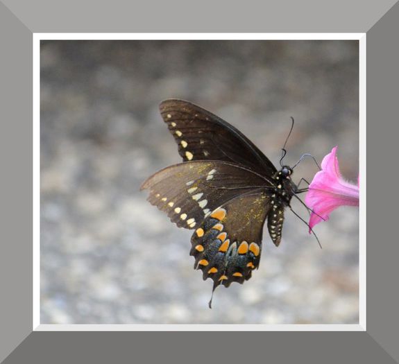 DSC_3192 - Butterfly2