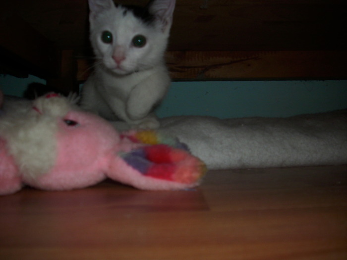 Bijou :)) - my kitty