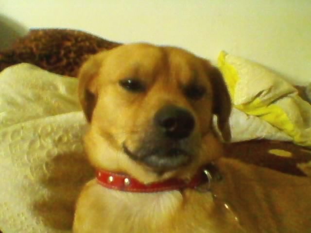 SP_A0039 - My dog Bodo