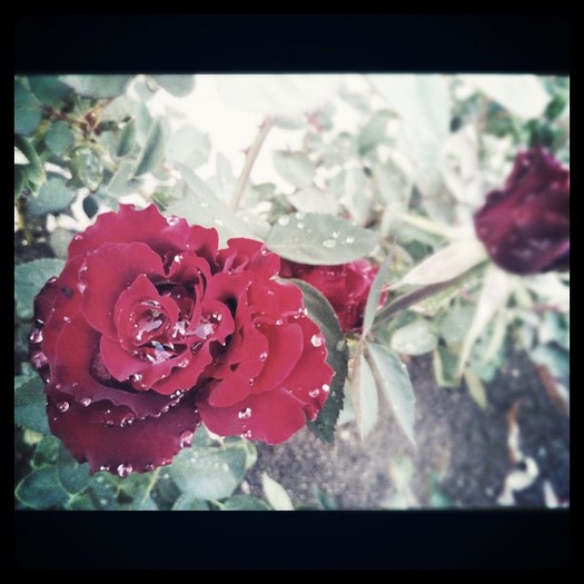 Raindrops on roses. so Amazing.xo