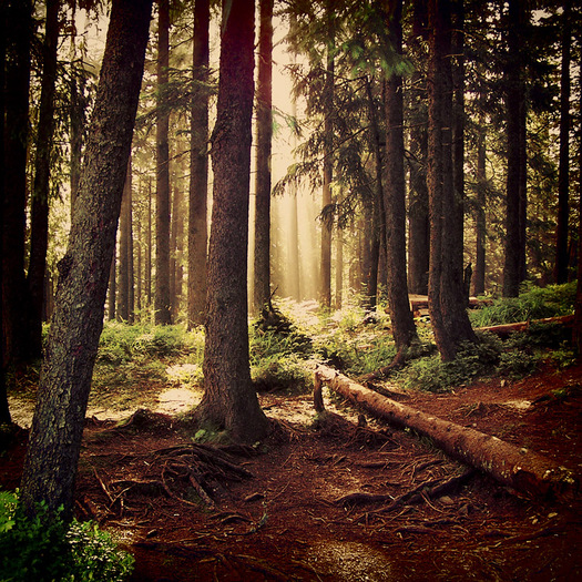 alone_in_the_forest_by_kasys-d2xg1g4 - My - Favorite - Photos - xD