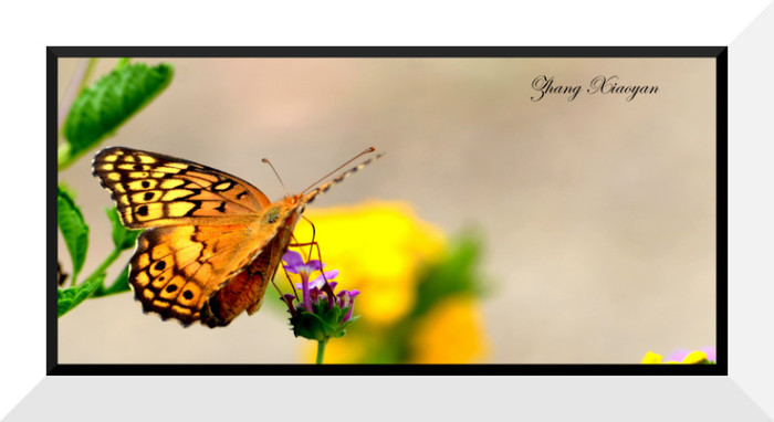 DSC_9376 - Butterfly2