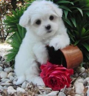 adorable_cute_little_maltese_puppies_for_rehoming_to_a - Copy - Dog Lover