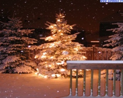 alberi_di_natale_5