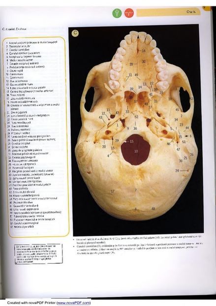 atlas-de-anatomie-12-638 - Osul temporal