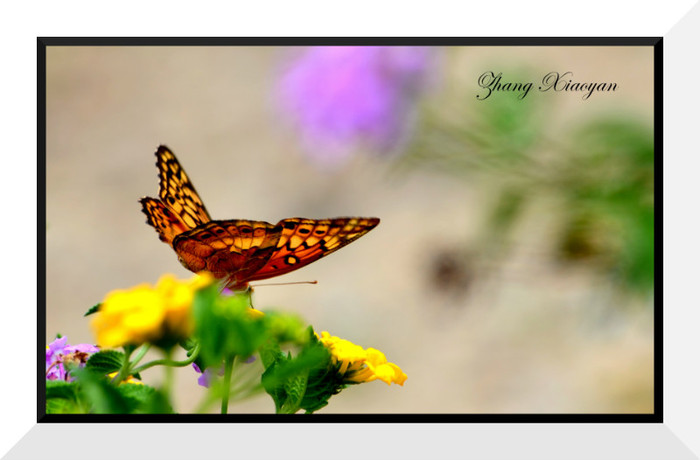 DSC_9383 - Butterfly2