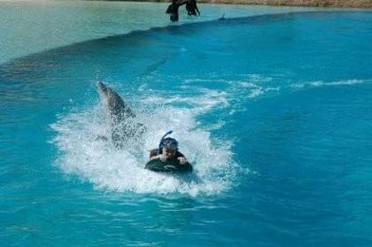 with dolphins 2