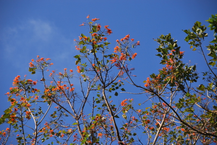 blomming tree's top - Costa Rica