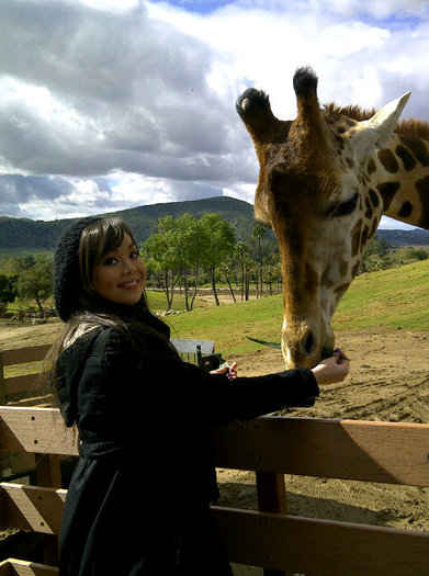 Feeding a giraffe