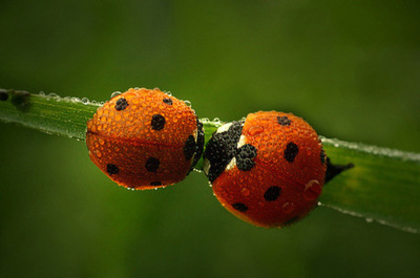black-couple-cute-green-kiss-ladybugs-Favim.com-48975